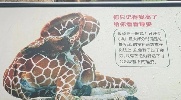 长颈鹿身高多少米