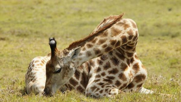 长颈鹿身高多少米