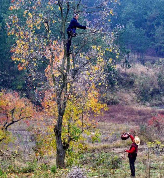 大悟县属于哪个市管辖