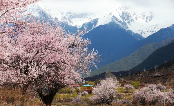 林芝市海拔高度是多少米