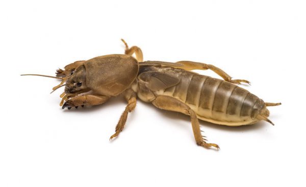 蝼蛄是什么动物