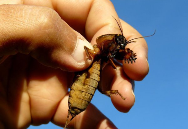 蝼蛄是什么动物