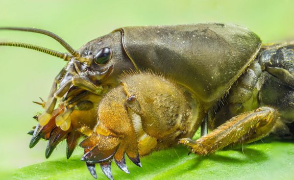 蝼蛄是什么动物