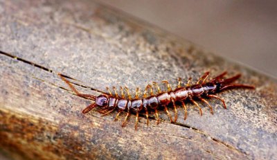 蜈蚣是什么动物种类 身为五毒之一的蜈蚣是不是昆虫