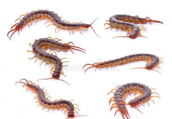 蜈蚣是什么动物种类