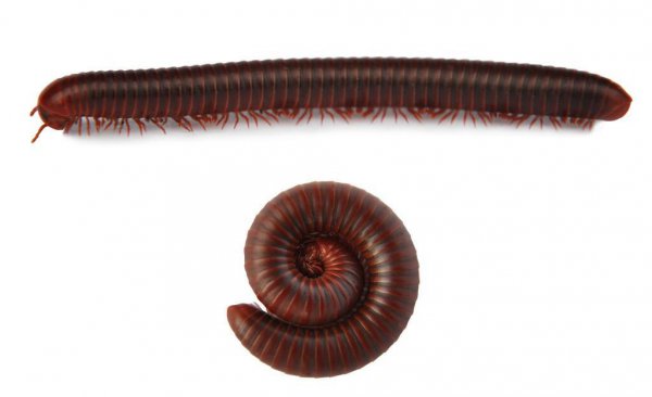 蜈蚣是什么动物种类