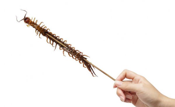 蜈蚣是什么动物种类