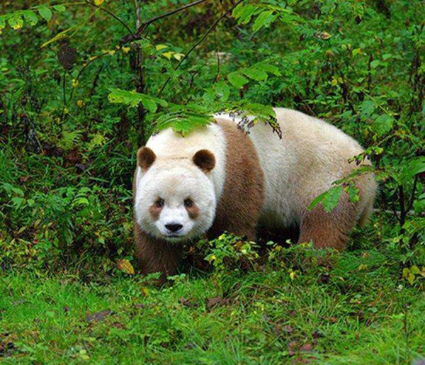 目前中国有多少只大熊猫