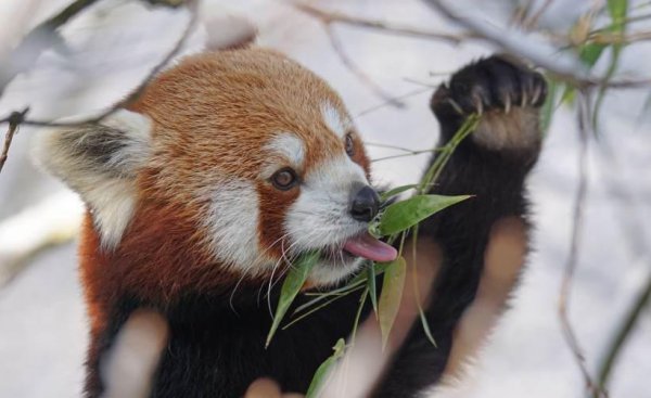 目前中国有多少只大熊猫