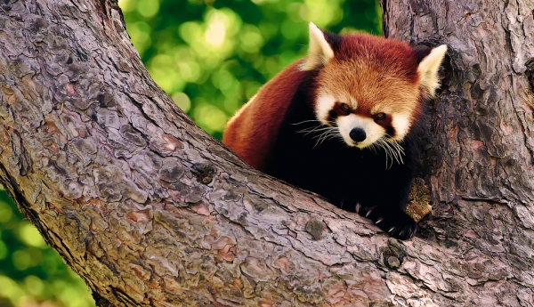 目前中国有多少只大熊猫