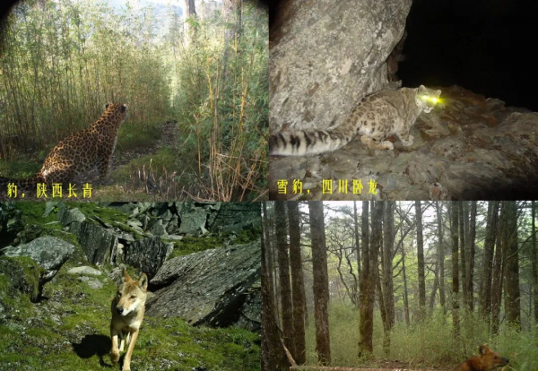 目前中国有多少只大熊猫