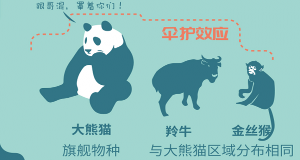 目前中国有多少只大熊猫