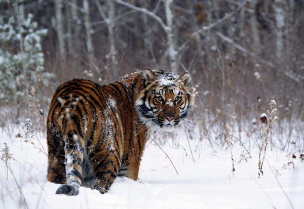 目前中国有多少只大熊猫