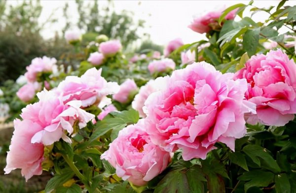 大唐盛世在洛阳还是西安