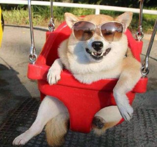 为什么养柴犬的人都后悔了 养柴犬的6大坏处缺点分析