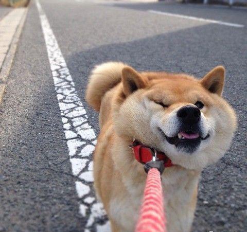 为什么养柴犬的人都后悔了