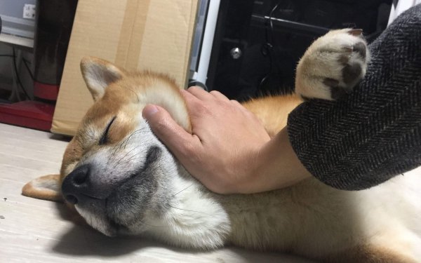 为什么养柴犬的人都后悔了