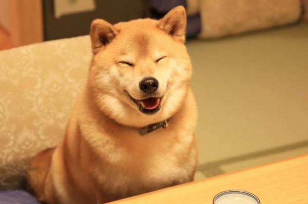 为什么养柴犬的人都后悔了