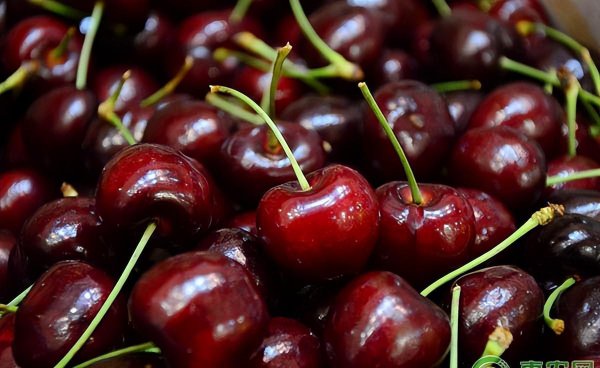 樱桃和车厘子的区别在哪里