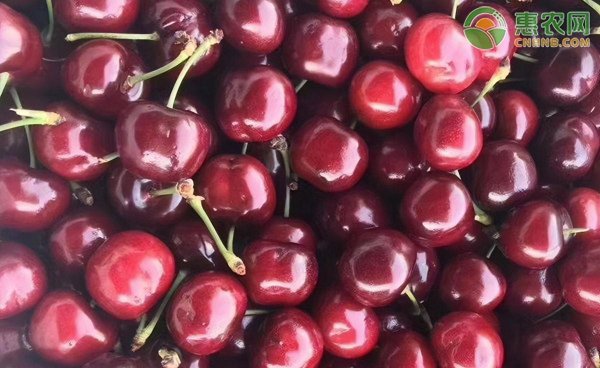 樱桃和车厘子的区别在哪里