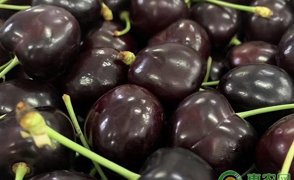 樱桃和车厘子的区别在哪里