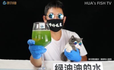 养鱼水变绿色怎么办 如何快速解决鱼缸水发绿的问题