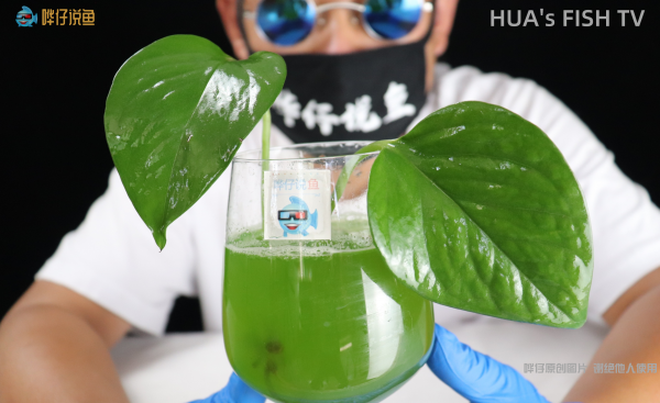 养鱼水变绿色怎么办