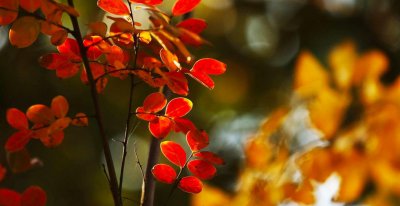 双子座喜欢什么礼物类型 双子女喜欢什么样的东西