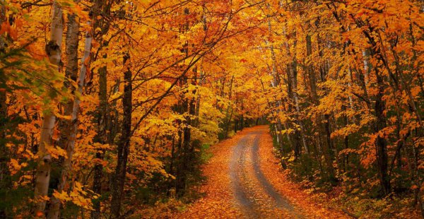 双子座喜欢什么礼物类型