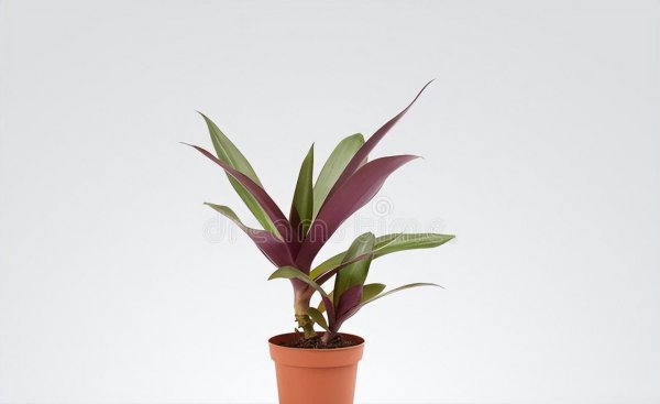 没有蚊香的情况下怎么驱赶蚊子