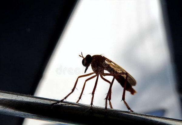 没有蚊香的情况下怎么驱赶蚊子