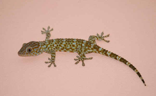 壁虎进屋里有什么预兆