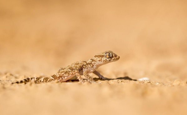 壁虎进屋里有什么预兆