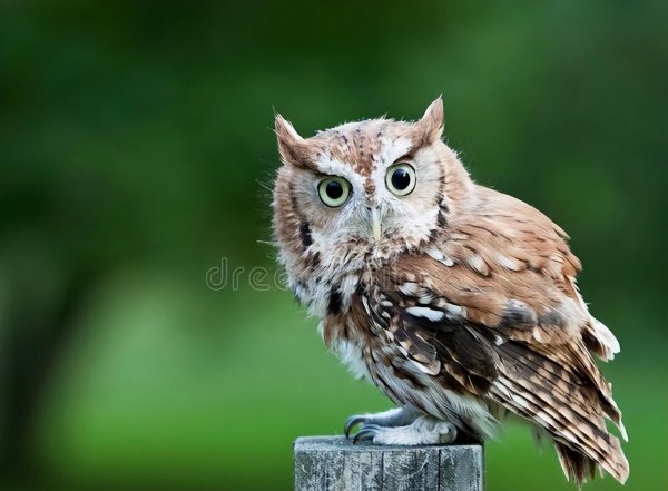 猫头鹰进宅该注意什么说法