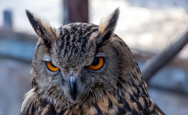 猫头鹰进宅该注意什么说法