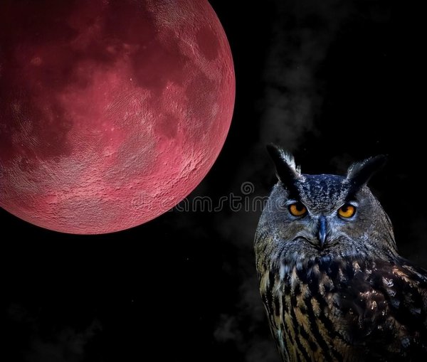 猫头鹰进宅该注意什么说法