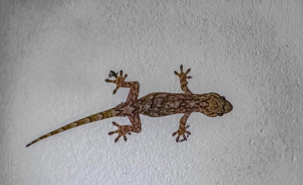 家有壁虎有什么征兆