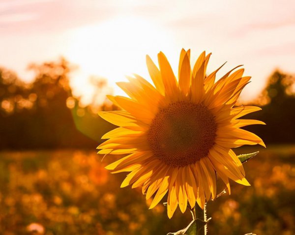 感情受伤的句子说说心情