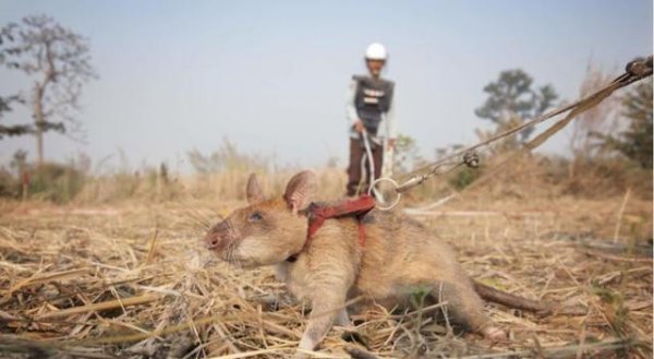 全球最大的老鼠有多大