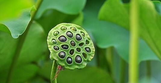 莲蓬是荷花的什么部分