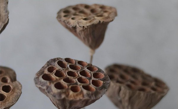 莲蓬是荷花的什么部分