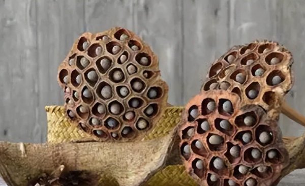 莲蓬是荷花的什么部分