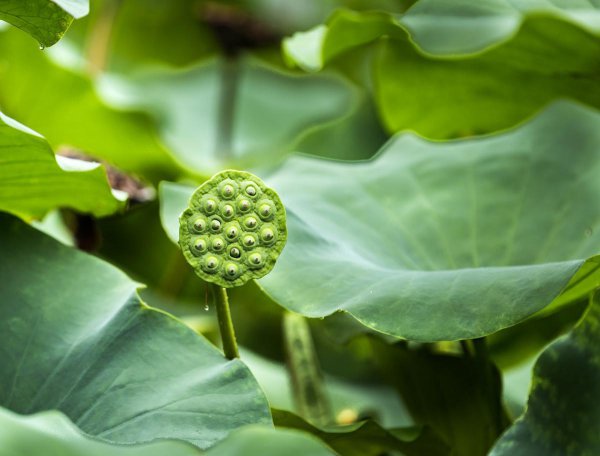 莲蓬是荷花的什么部分