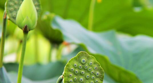 莲蓬是荷花的什么部分