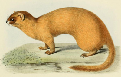 弄死黄鼠狼后果 为什么农村老人常说黄鼠狼杀不得