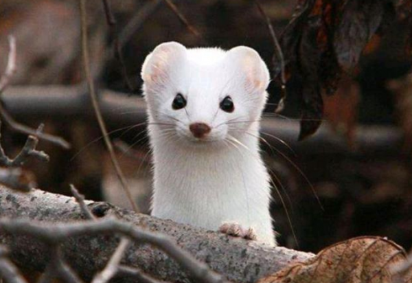 弄死黄鼠狼后果