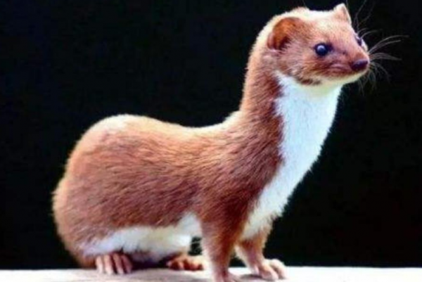 弄死黄鼠狼后果