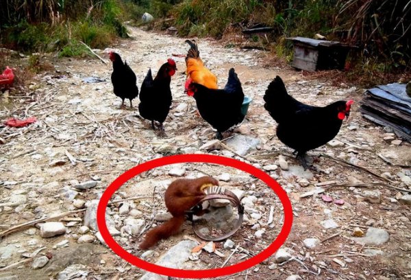 弄死黄鼠狼后果