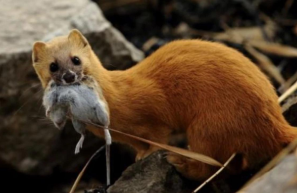 弄死黄鼠狼后果