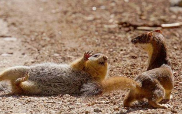 弄死黄鼠狼后果